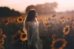 Girl In Sunflowers Field Evening Time