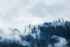 Green Pine Trees Covered With Fogs 5k (1360x768) Resolution Wallpaper
