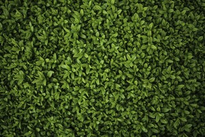 Green Plants Leaves 5k