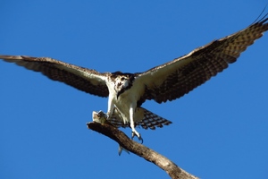 Hawk Bird Predator