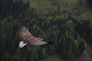 Hawk Flight