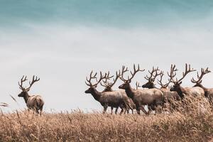 Herd Of Deer (5120x2880) Resolution Wallpaper