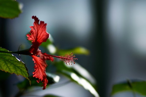 Hibiscus Flower (1366x768) Resolution Wallpaper