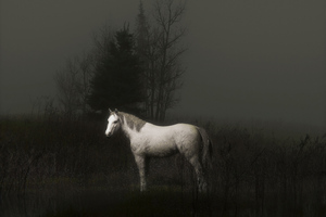 Horse 5k (1280x720) Resolution Wallpaper