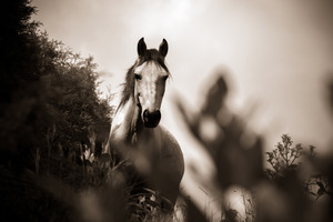 Horse Grayscale (2560x1024) Resolution Wallpaper
