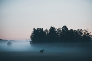 Horse In Autumn Fog (2560x1700) Resolution Wallpaper