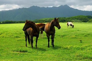 Horse In Open Field (320x240) Resolution Wallpaper