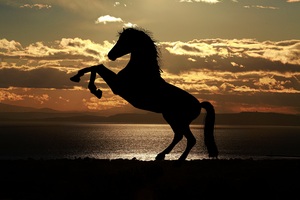 Horse Sunset Sea Light Reflections 5k