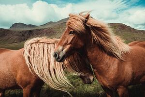 Horses 5k Wallpaper