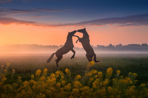 Horses Dancing Sunset (2560x1024) Resolution Wallpaper