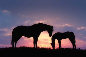 Horses Sunset