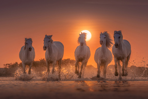 Horses White Angels Of Camargue