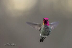Hummingbird Desktop Wallpaper