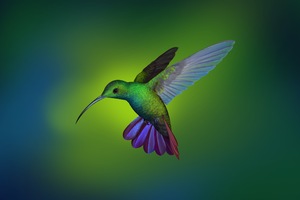 Hummingbird Hd