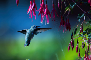 Hummingbird Wings Spread Frozen In Action (2560x1600) Resolution Wallpaper