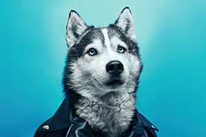 Husky In Leather Suit Wallpaper