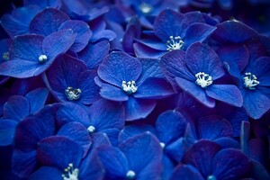 Hydrangea Blue Flower