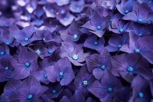 Hydrangea Violet Flowers Wallpaper