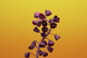 Ios 11 Flower Fritillaria Wallpaper