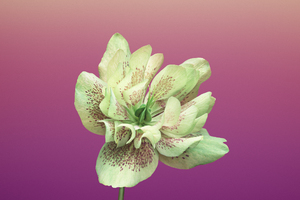 Ios 11 Flower Helleborus