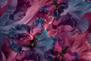 Irises Butterflies (2560x1600) Resolution Wallpaper