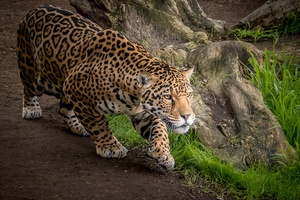 Jaguar Animal (1336x768) Resolution Wallpaper
