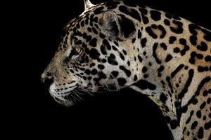 Jaguar Spotted Close 4k (1024x768) Resolution Wallpaper