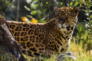 Jaguar The Big Cat (320x240) Resolution Wallpaper