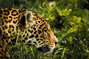 Jaguar Wild Wallpaper