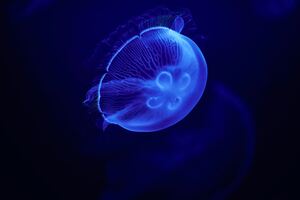 Jellyfish Blue 5k Wallpaper