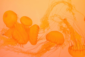 Jellyfish Closeup (2560x1440) Resolution Wallpaper