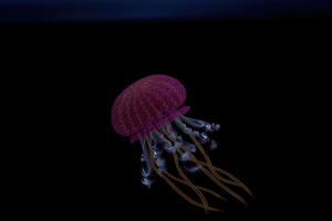 Jellyfish Oled 4k (2560x1024) Resolution Wallpaper
