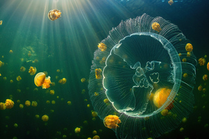 Jellyfish Sea Life 5k Wallpaper