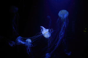 Jellyfish Under Water 5k (2560x1700) Resolution Wallpaper