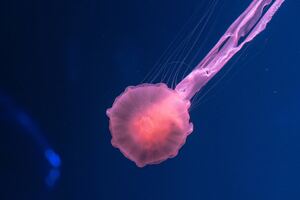 Jellyfish Underwater 4k 5k Wallpaper