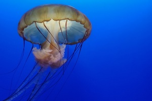 Jellyfish Underwater 4k (2560x1440) Resolution Wallpaper