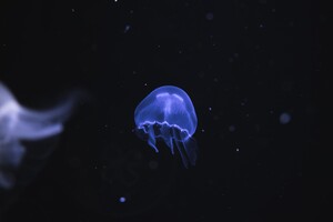Jellyfish Underwater 5k