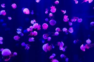 Jellyfishes 5k Wallpaper