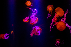 Jellyfishes Underwater 5k Wallpaper