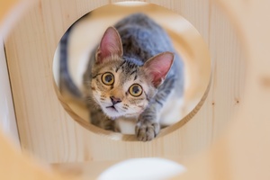 Kitten Staring At Owner