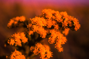 Kodachrome Flowers 4k