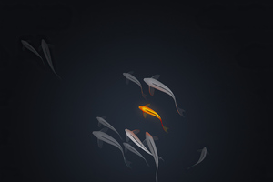 Koi Fishes Minimal 4k (1600x900) Resolution Wallpaper