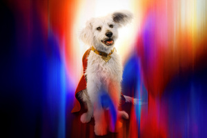 Krypto In Superman Movie (2560x1080) Resolution Wallpaper