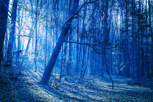 Last Blue Light Of Evening In Woods