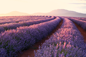 Lavender Fields Wallpaper