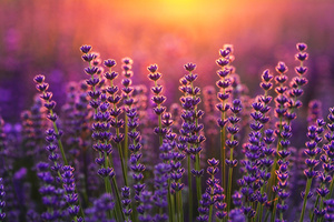 Lavender Sunrise Fields (1600x1200) Resolution Wallpaper