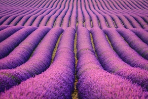 Lavenders Field Wallpaper