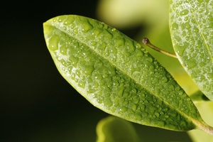 Leaf Drop Dew Surface