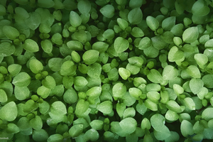 Leaves Green 4k (1280x800) Resolution Wallpaper