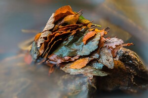 Leaves Nature Wallpaper